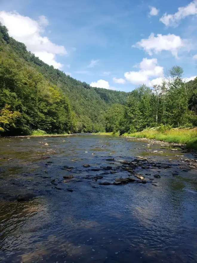 What if the Spotted Lanternfly reaches the PA Grand Canyon? 3 Scenic Rocky river flowing through a lush forested valley under a blue sky, illustrating the natural landscape of the Pennsylvania Grand Canyon threatened by the spotted lanternfly.