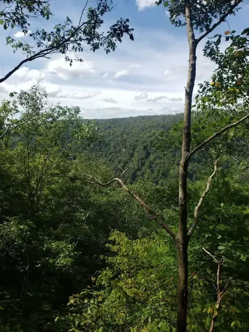 What if the Spotted Lanternfly reaches the PA Grand Canyon? 2 Dense forest canopy overlooking a deep wooded valley at the Pennsylvania Grand Canyon, illustrating the lush tree coverage at risk from a spotted lanternfly invasion.