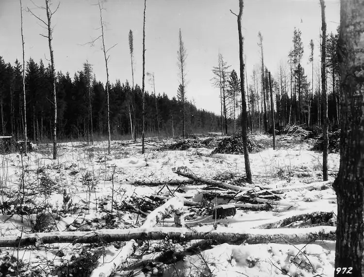 What if the Spotted Lanternfly reaches the PA Grand Canyon? 5 Black and white historical photo of a deforested landscape with fallen logs and bare dead trees in snow, illustrating the potential environmental devastation of a spotted lanternfly invasion on Pennsylvania forests.
