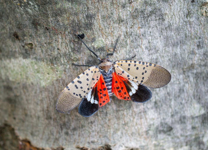 Update on the Spotted Lantern Fly Quarantine Zones